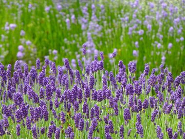 Broadway & Cotswold Lavender